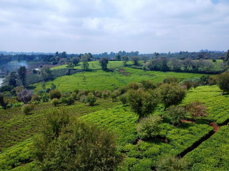 Half Acre Land for Sale in Tigoni from KSh 17M photo 1