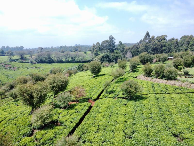 Half Acre Land for Sale in Tigoni from KSh 17M photo 3