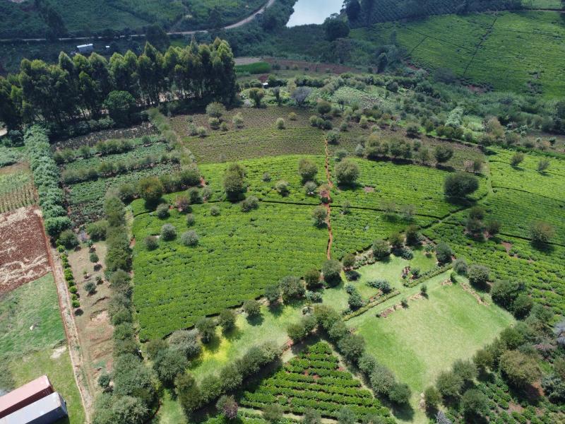 Half Acre Land for Sale in Tigoni from KSh 17M photo 4